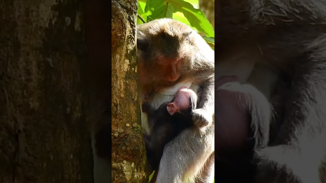It's so bad mom Jade bite & fighting to her baby so strong |