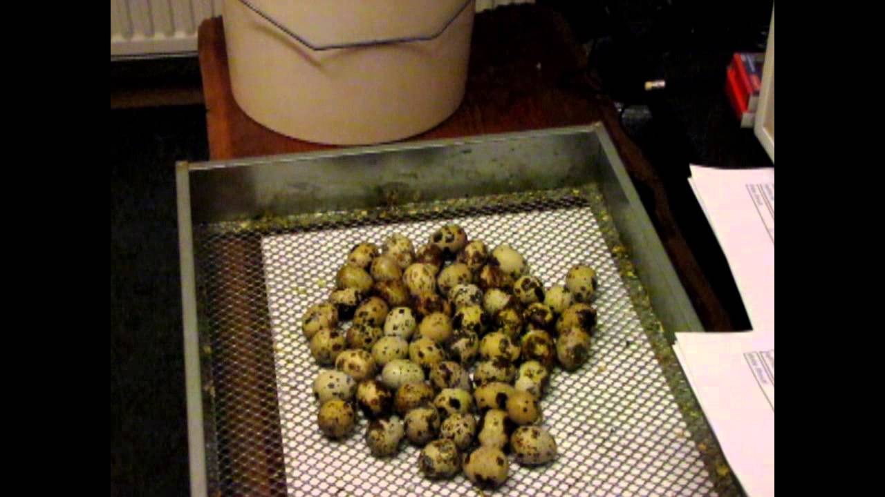 Křepelka japonská - coturnus japonica - líhnutí - série 1-6 - video č. 6