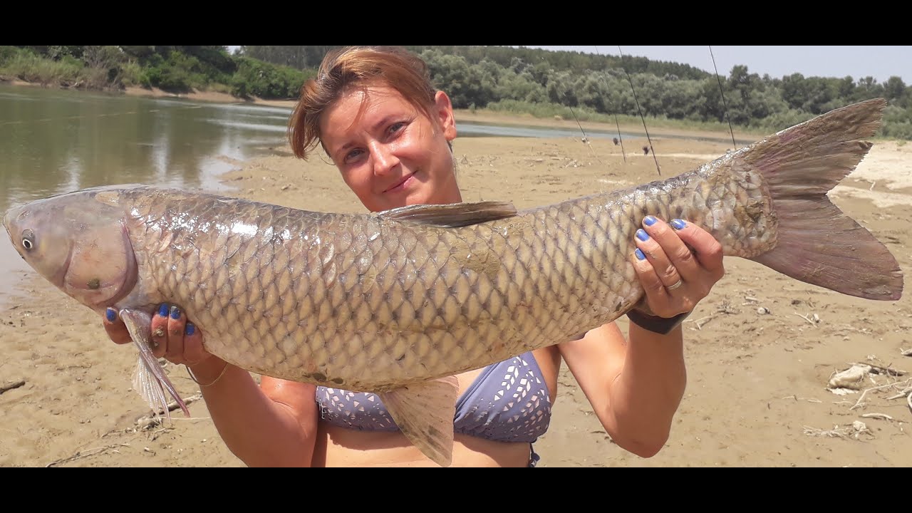 Pescuit la amur sălbatic (ten, cteno) pe râul Siret