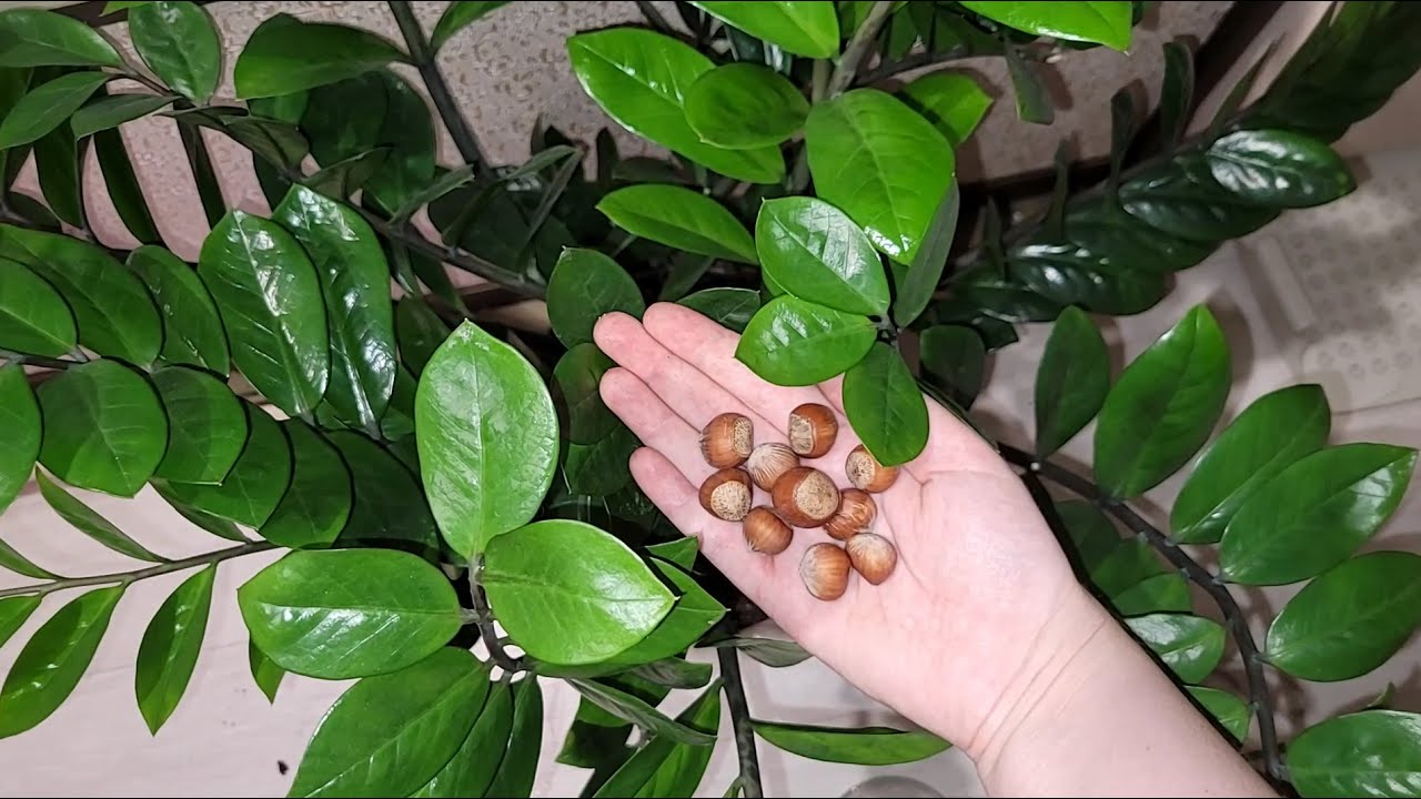 ВНОШУ в ЗАМИОКУЛЬКАС и даже самый чахлый куст оживает, зеленеет, выпускает много листьев