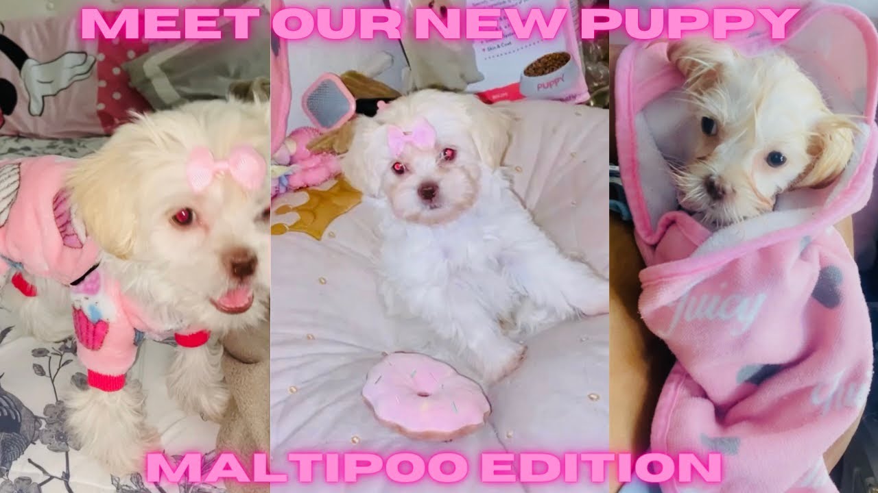 MEET OUR NEW MALTIPOO PUPPY
