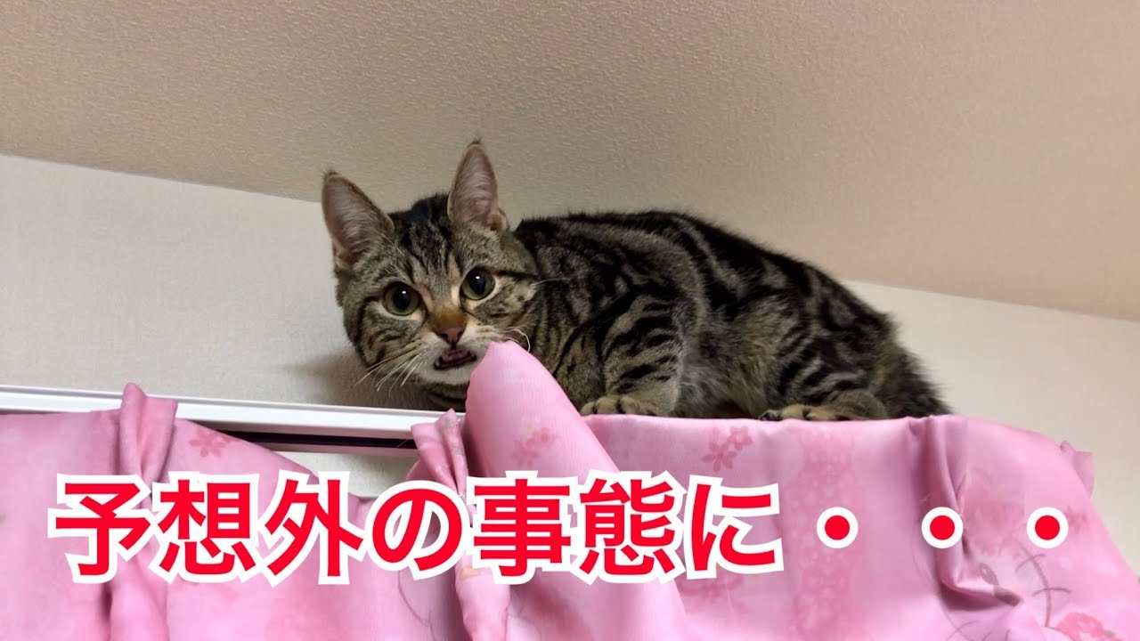 いつの間にかカーテンレールに登ってしまったいたずら猫ｗ