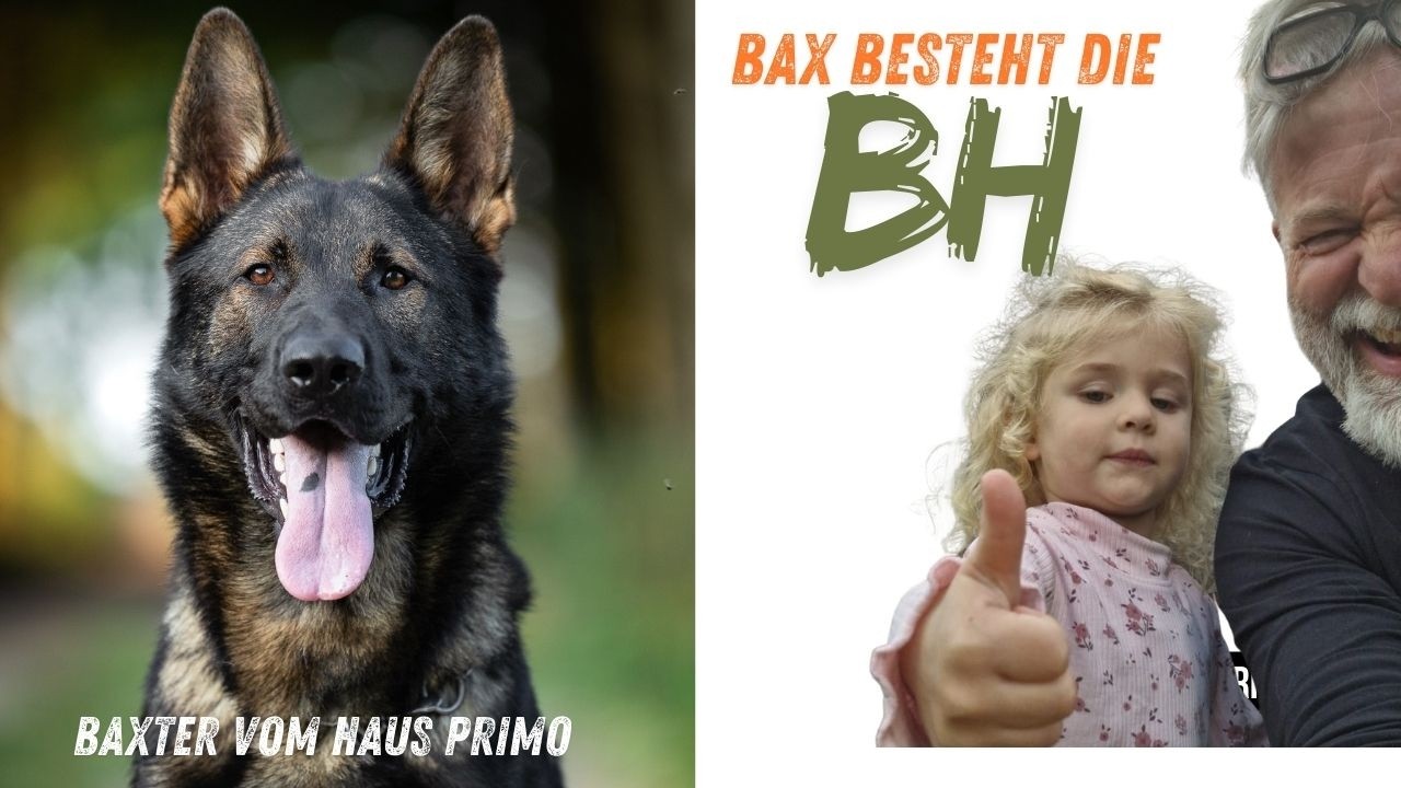 Bax: Begleithundprüfung (BH/VT – Begleithundeprüfung mit Verkehrsteil) i