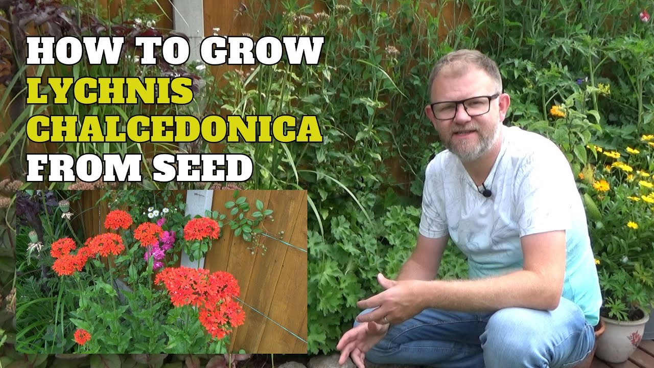 How to Grow Lychnis chalcedonica (Maltese Cross) from Seed | Sowing Tips | Seeds to Sow in Summer