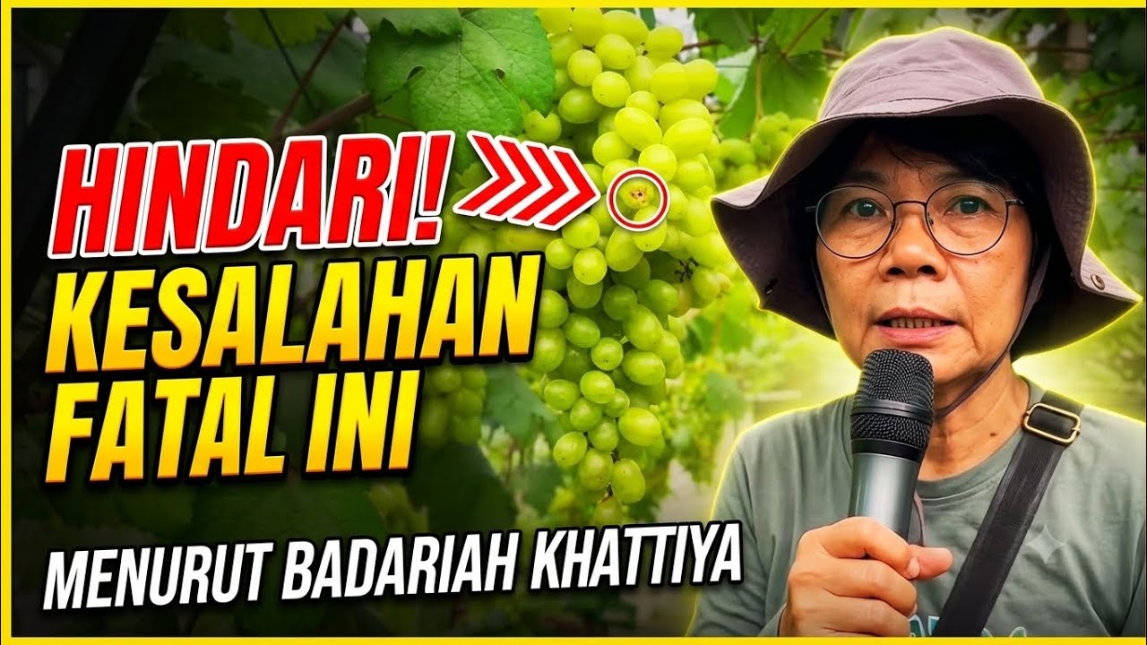 BEGINI CARA MERAWAT POHON ANGGUR YANG BENAR MENURUT IBU BADARIAH | PETANI ANGGUR THAILAND !!!!