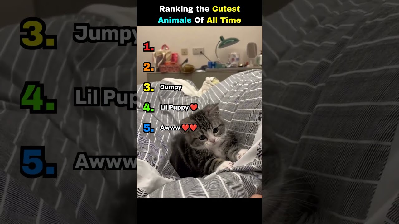Ranking the Cutest Animals Of All Time ❤️❤️