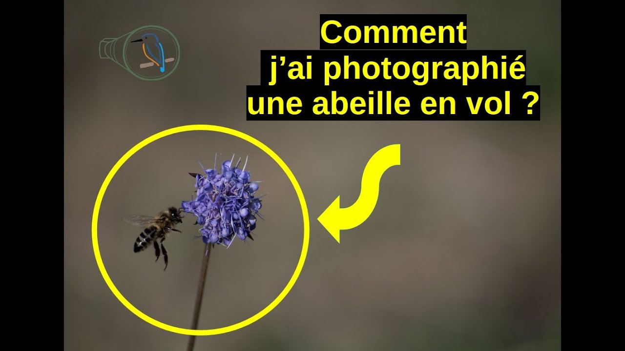 Photo animalière : comment photographier une abeille en vol (tuto)