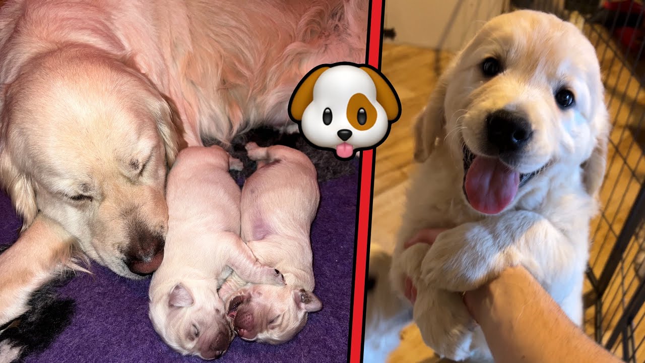 La Bea ha fatto i Cuccioli 🐶 - Golden Retriever