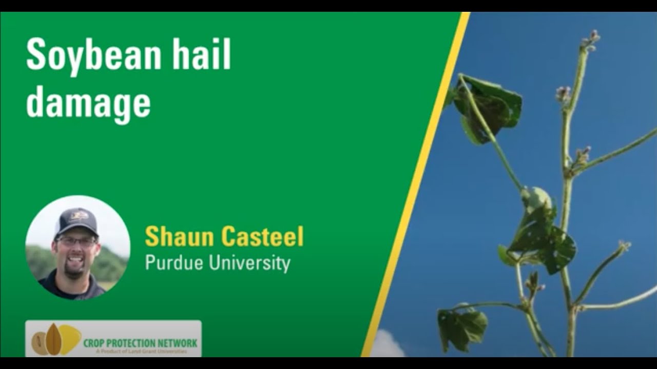 Soybean Hail Damage