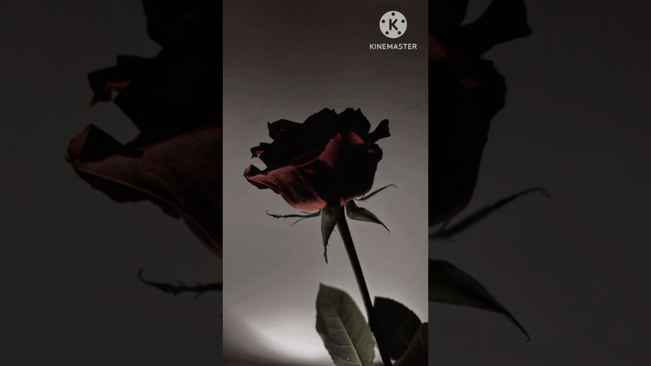 DE NOCHE MUERTA