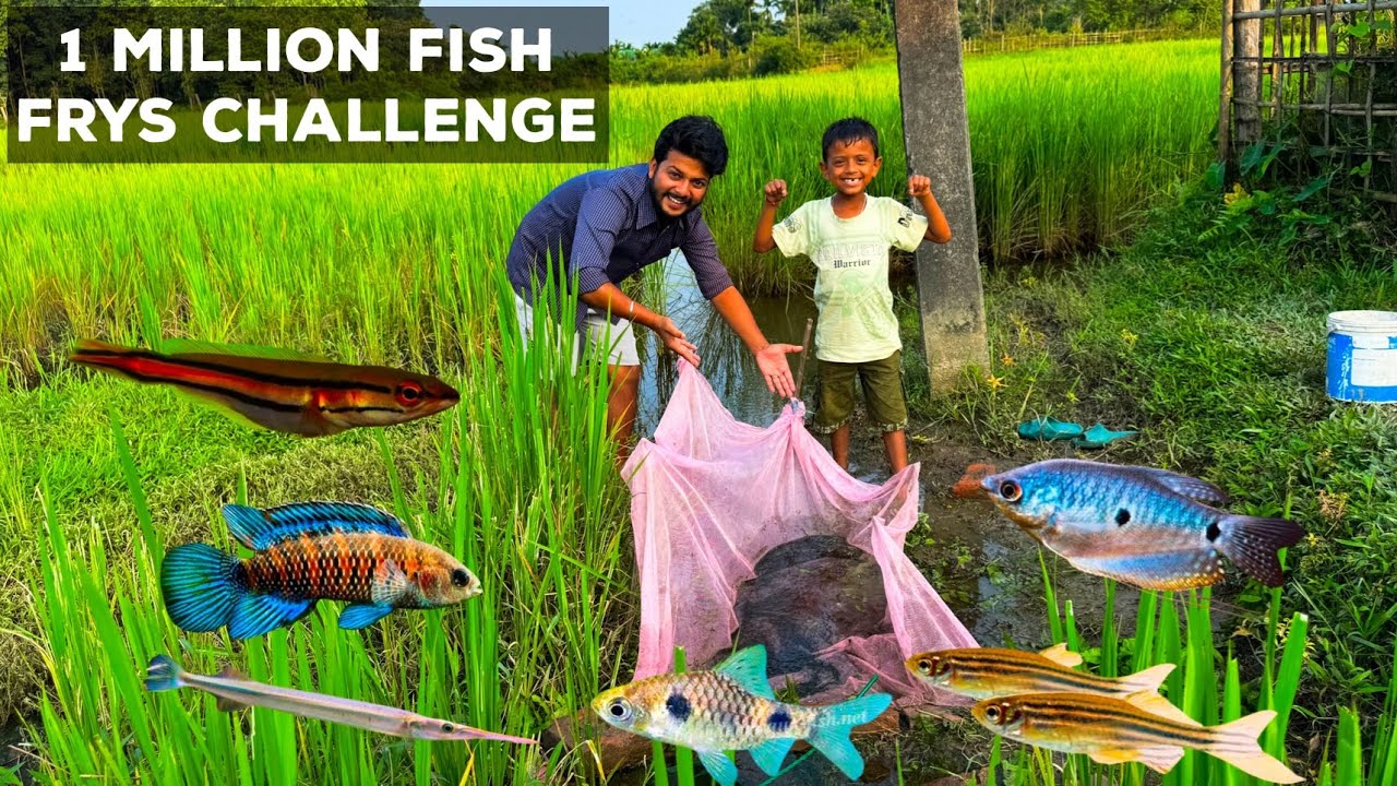Today I collected a MILLION fish in the village❤️🥰🥳