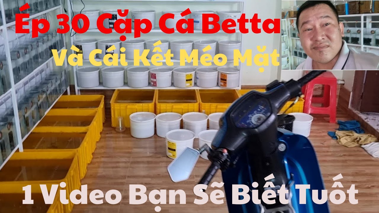 Ép cá betta và cách Ấp Cạn từ A đến Z. Rút ngắn thời gian cho lần ép tiếp theo