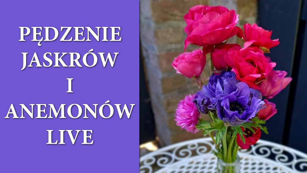 Tajniki pędzenia i uprawy JASKRÓW i ANEMONÓW / Triki na  przedłużenie ich kwitnienia / MrsGarden