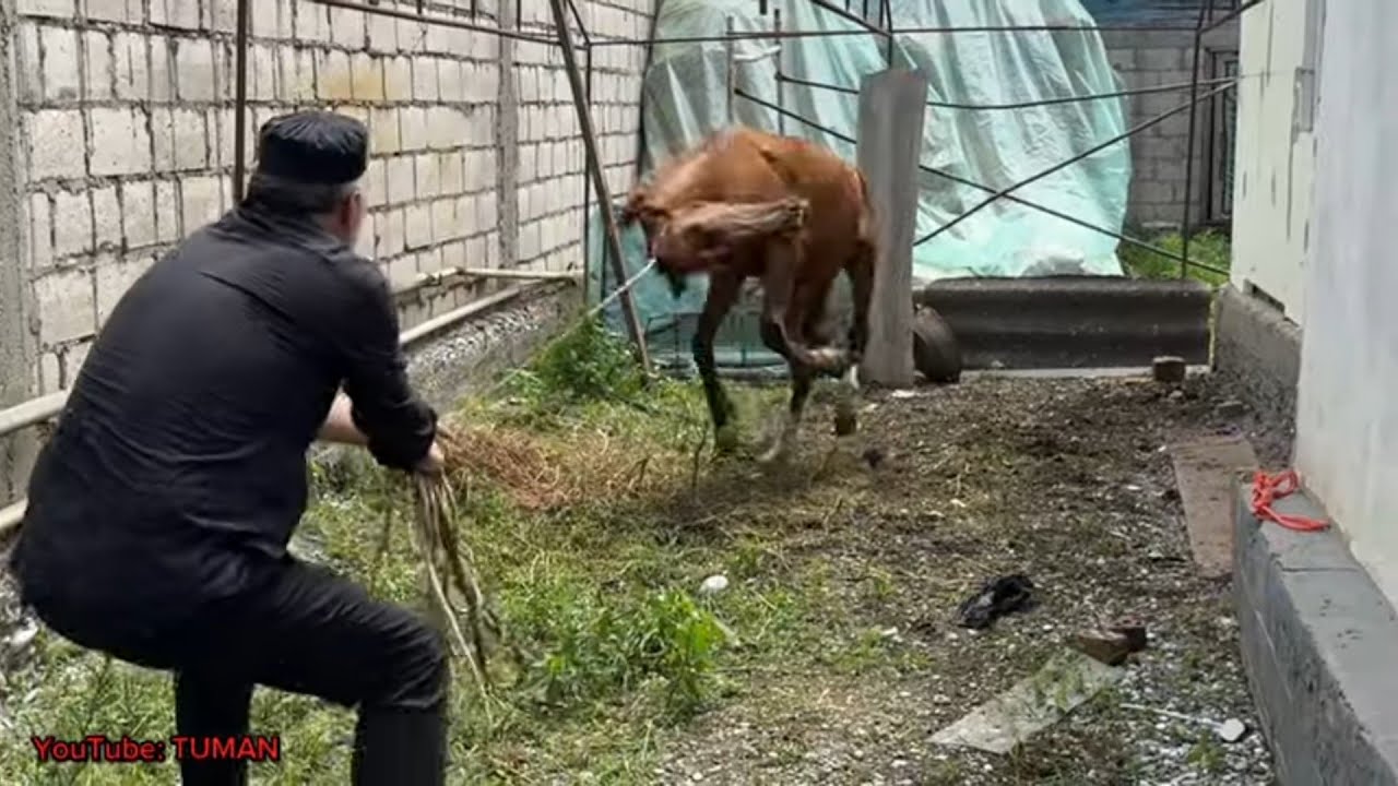 За час усмерить дикого Жеребенка с Табуна.