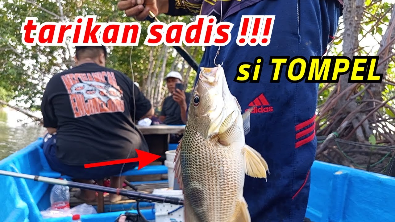 TARIKAN SADIS TOMPEL!! MANCING IKAN MBOLANG DI MUARA RANDUSANGA😱 #mancingtompel