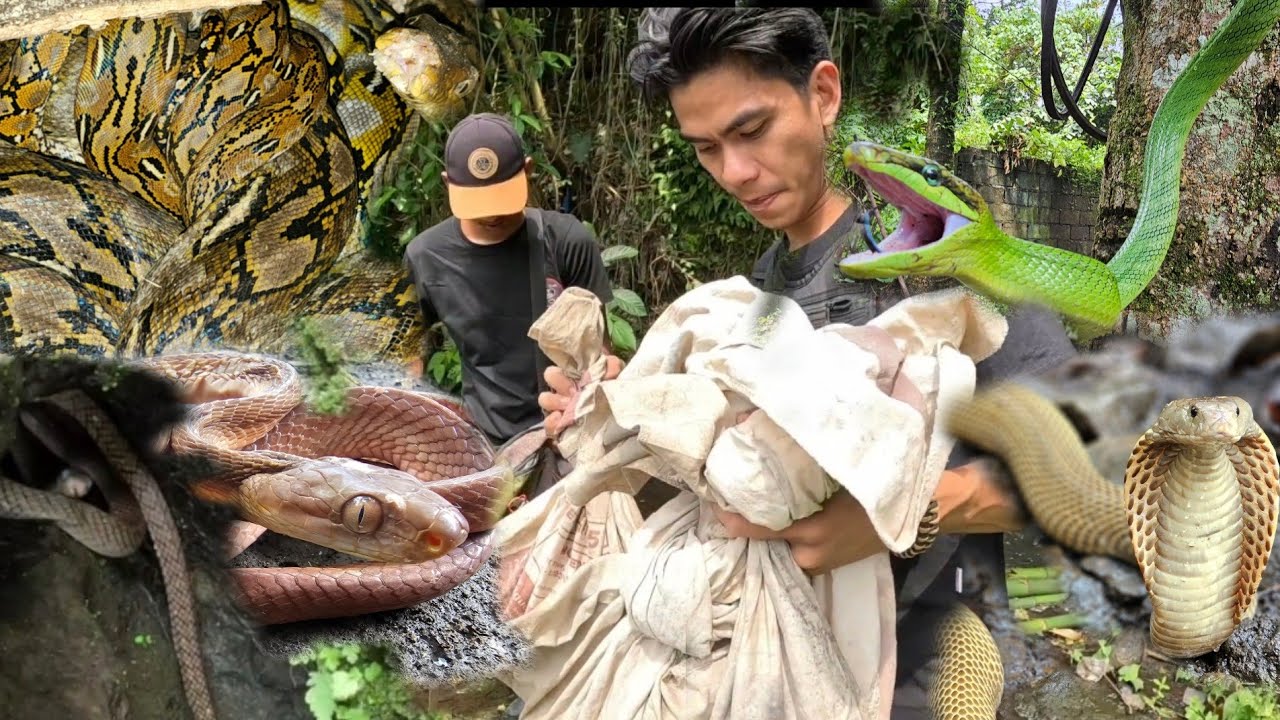GANTO ANG GINAGAWA. SA IBA PANG NAHUHULING AHAS NG GRUPO NI COBRA PRINCE