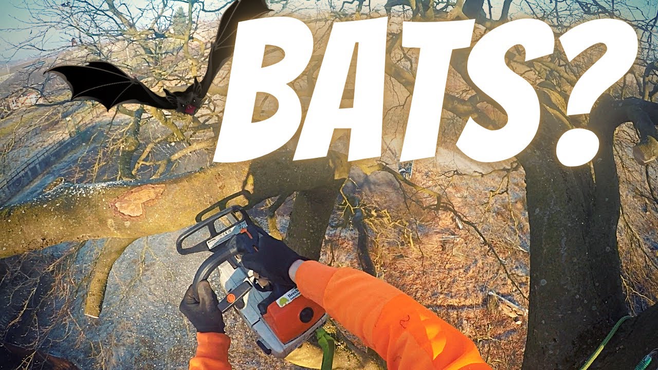 Aerial Bat Inspections and Soft Felling (UK Tree Climbing)