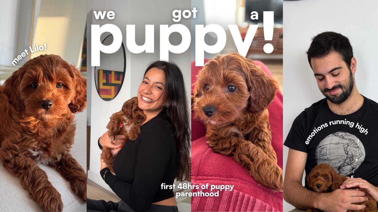 WE GOT A COCKAPOO PUPPY! | our first 48 hrs of puppy parenthood with Lilo