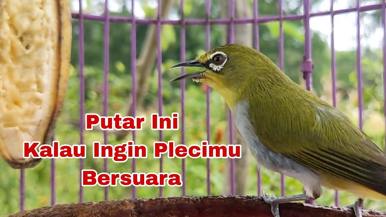 Pleci Bustomi Ngalas Khusus Untuk Pancingan Pleci Bahan Dan Macet Bunyi