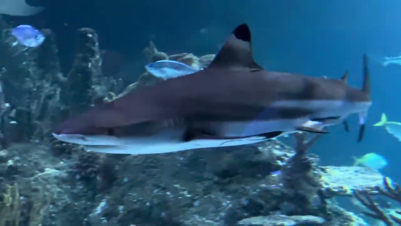 Large Display Skegness Aquarium 23/01/2026
