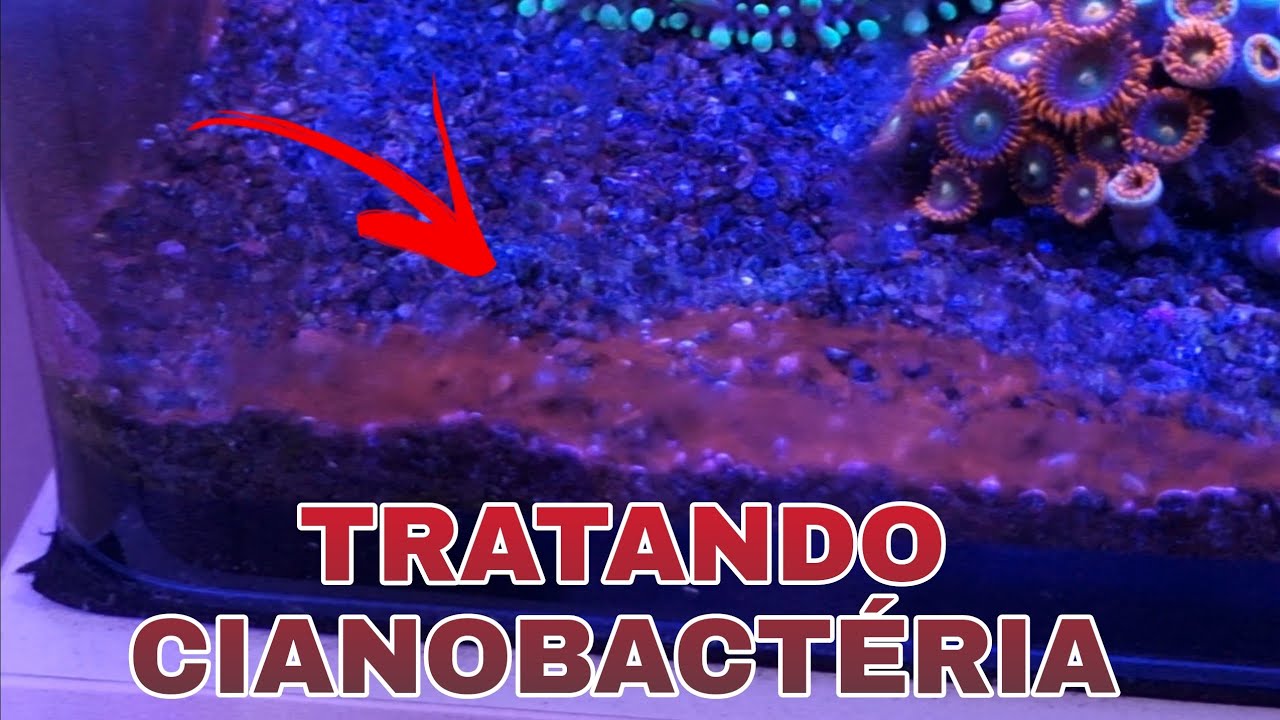 Tratando cianobactérias no aquário com azitromicina, deu certo?