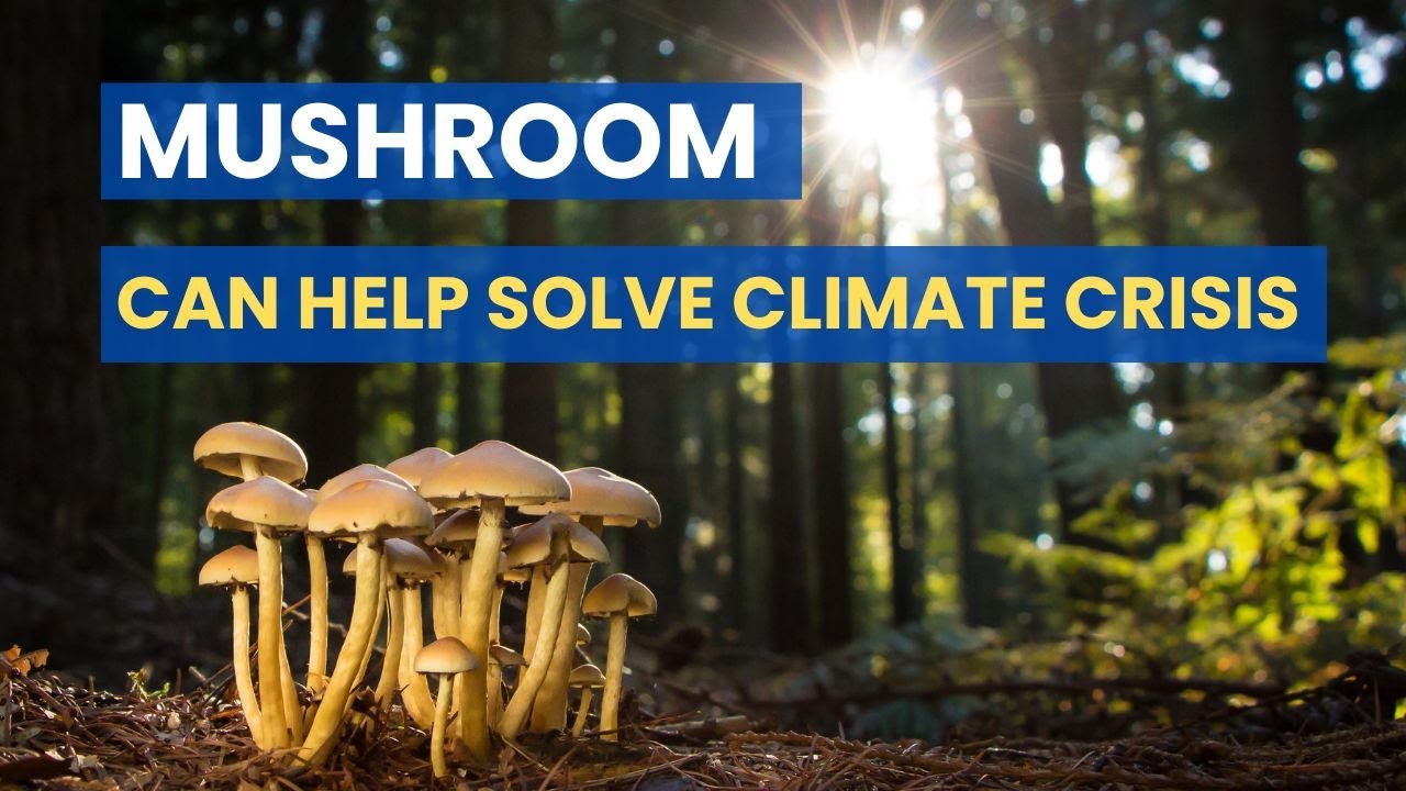 Importance of Mushroom in fighting Climate Change