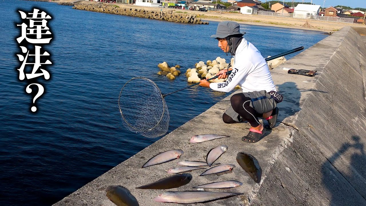【異常現象】堤防から無限に高級魚がタモで掬い放題なんだけど・・・