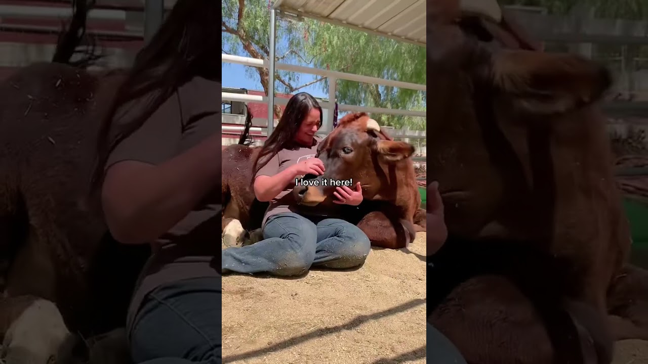Rescued Cow Loves His Home