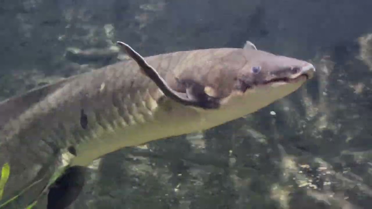 TRIP TO CANBERRA 2025 - DAY 5 Part 1 of 3.NATIONAL ZOO & AQUARIUM 17th May 2025