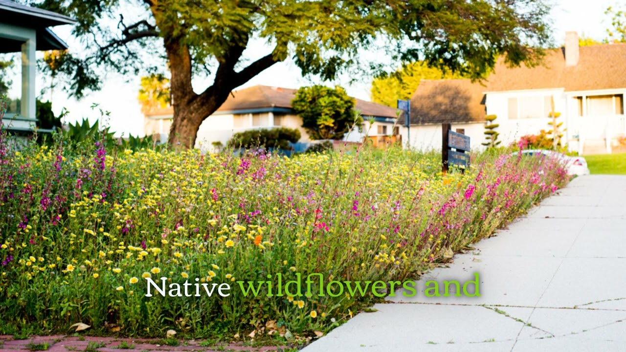 Alternative Lawn Seed, Eco friendly Grass, Native Wildflower &ndash; Earthwise Seed 4
