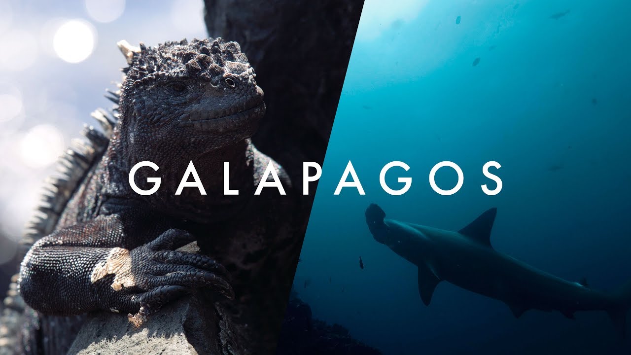 The Wildlife Paradise - Galapagos - Morten's South America Vlog Ep. 17