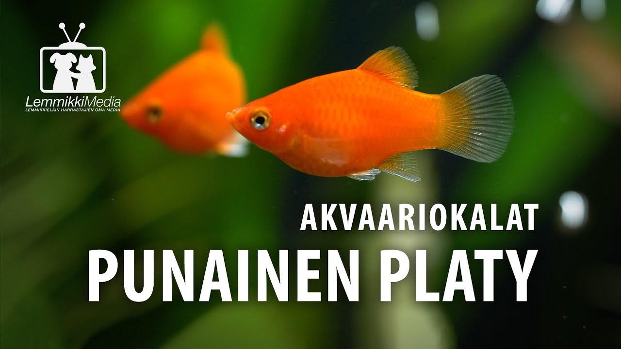 Akvaario: Platy