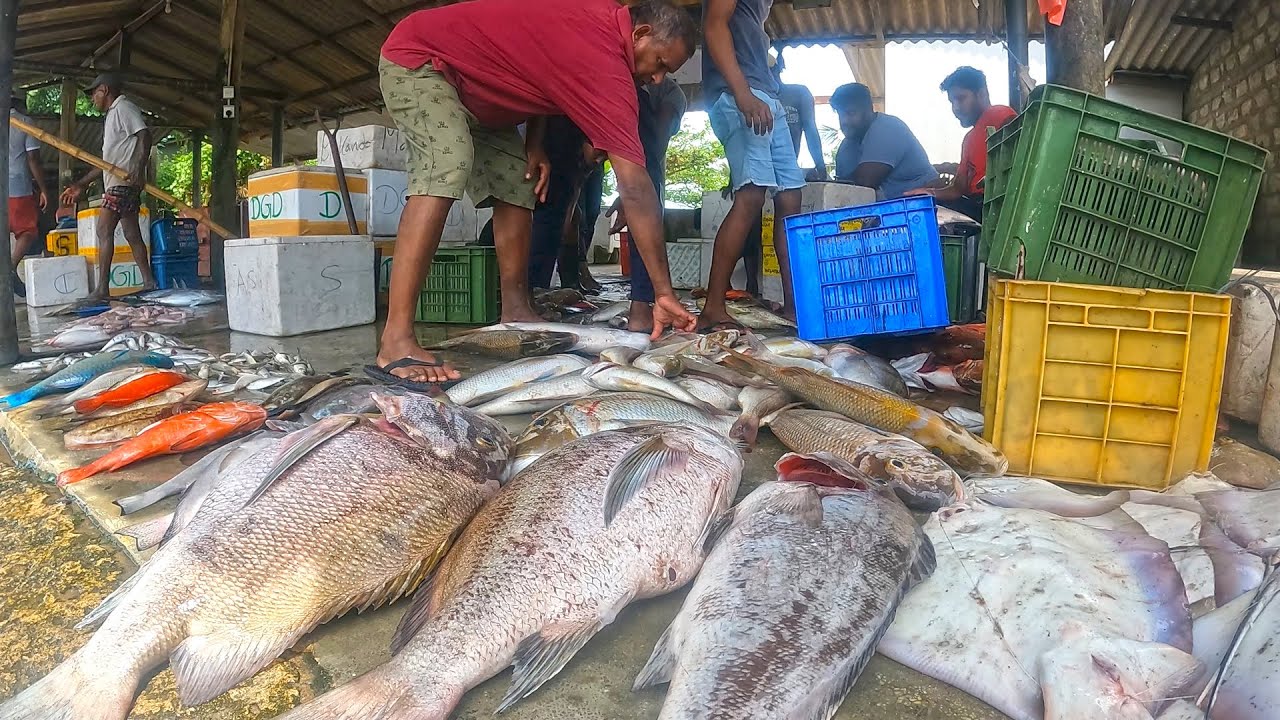 Wow! Big Fish In Biggest Fish Market Where Fishermen Sell Their Fresh Catch