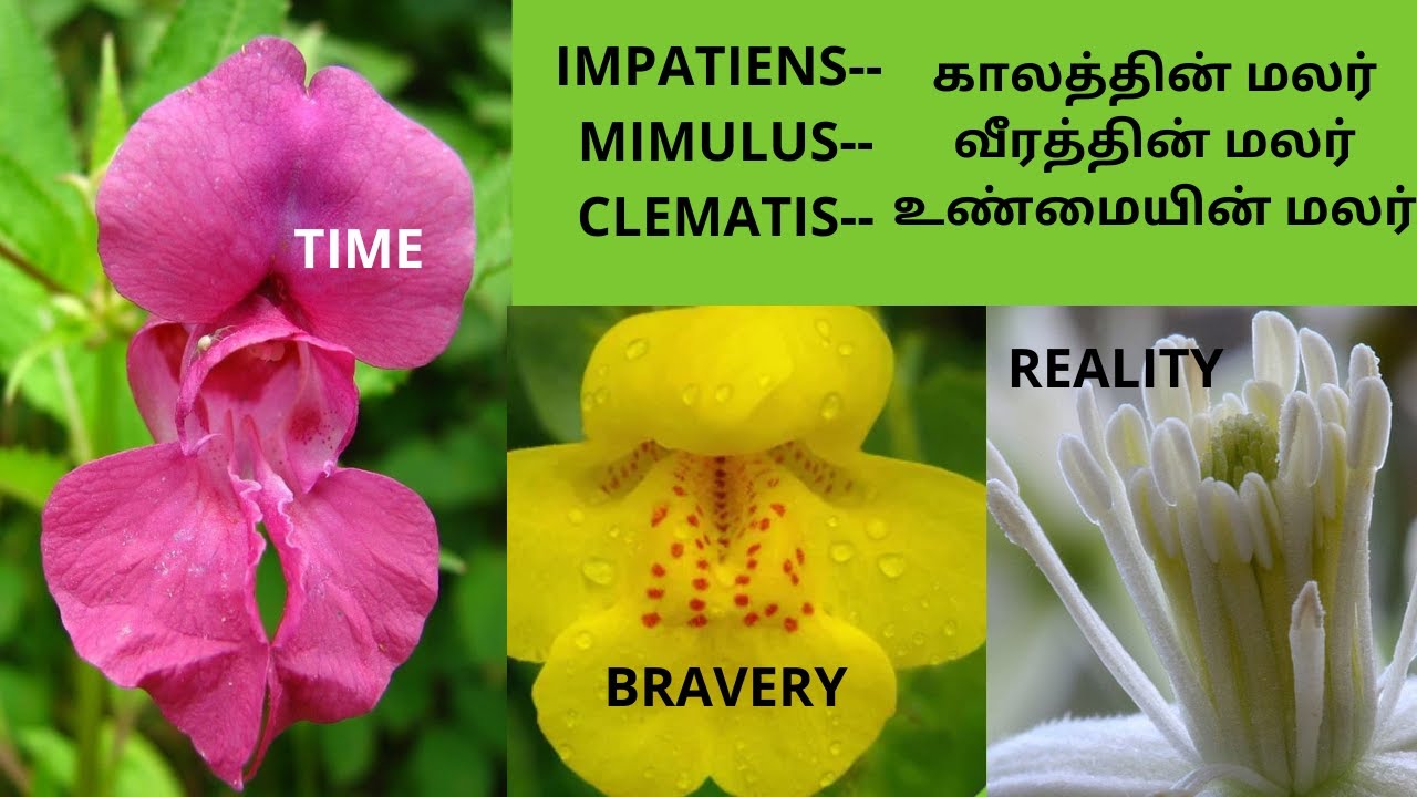 IMPATIENS--காலத்தின் | மலர் MIMULUS--வீரத்தின் மலர்       CLEMATIS--உண்மையின் மலர்