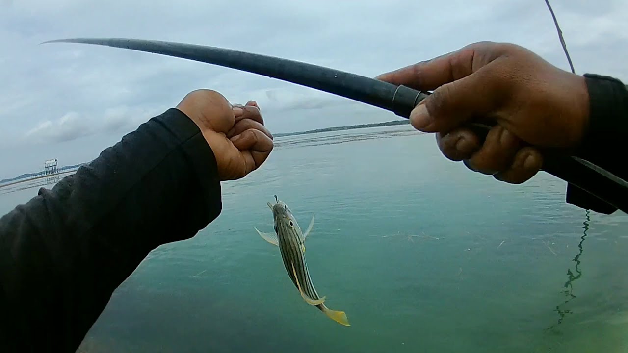 mancing ngoyor di laut, panen strike