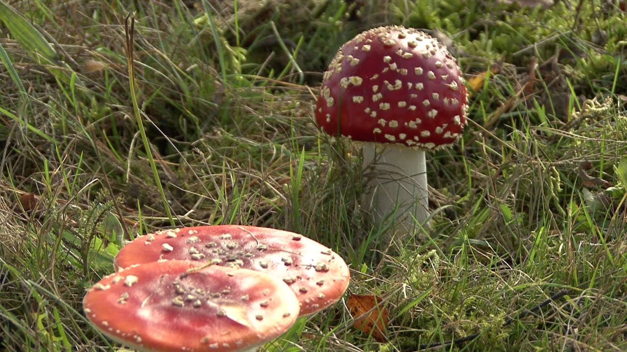 Natuur Kuipers Clip no3