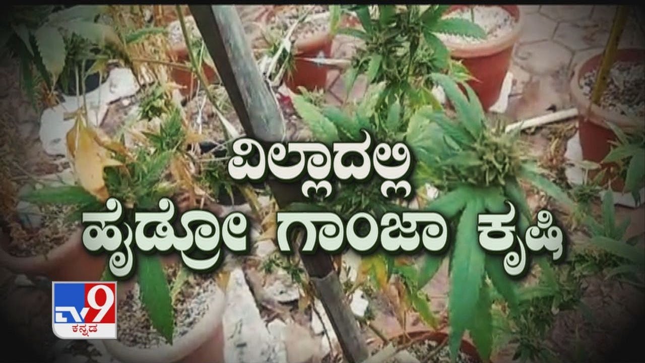 ವಿಲ್ಲಾದಲ್ಲಿ ಹೈಡ್ರೋ ಗಾಂಜಾ ಕೃಷಿ | Bengaluru Police bust Hydro Ganja factory in villa | TV9 Special