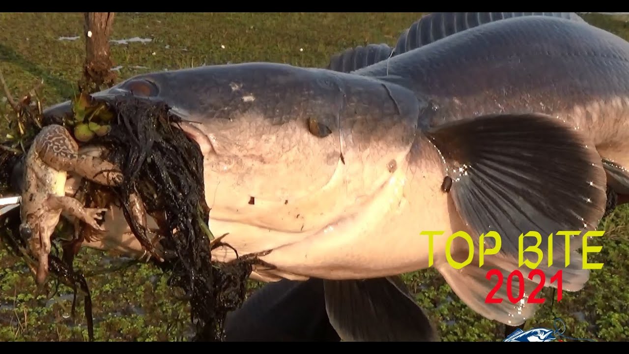 TOP BITE SNAKEHEAD 2021. គីឡូបឹងឈូក