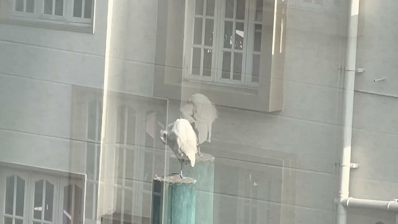 Crane in spotlight with birds chirping around