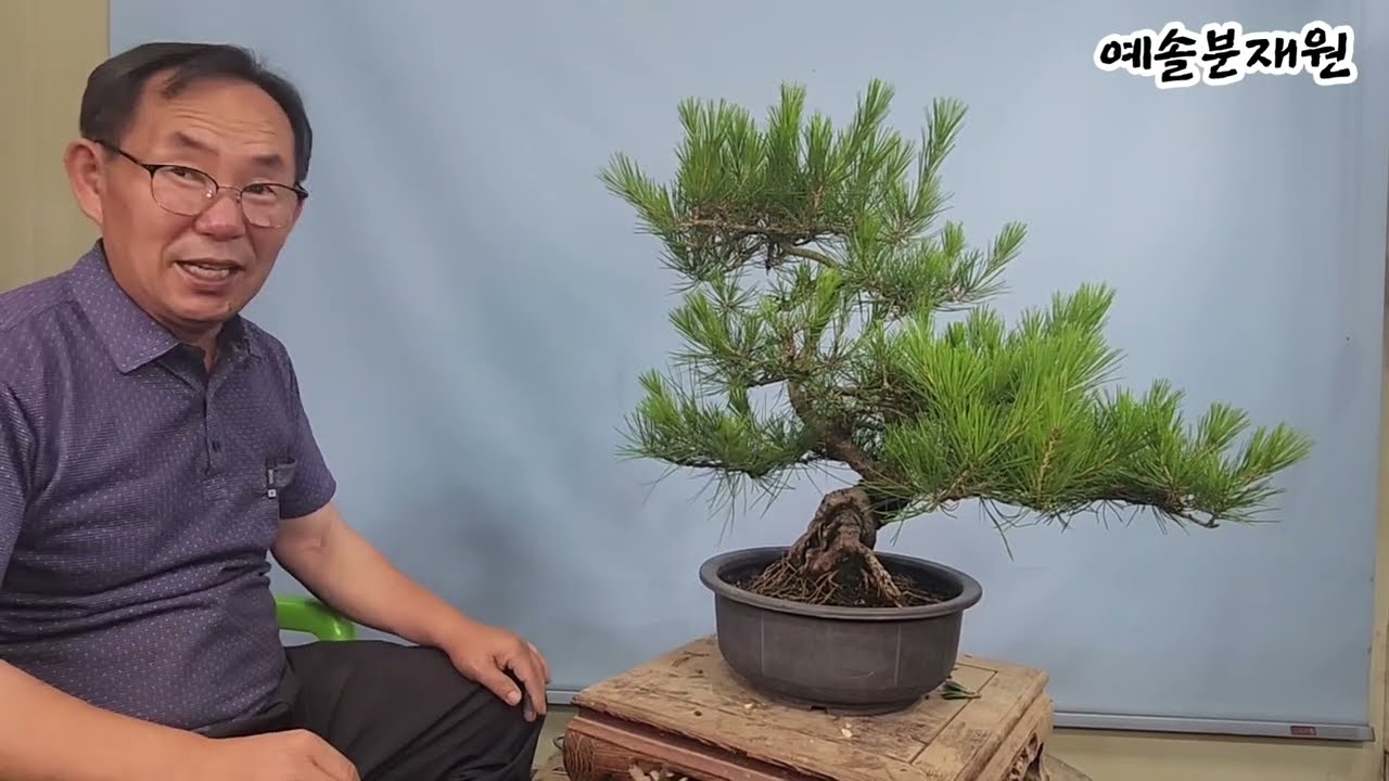 분재관리 585강 실수로 구입한 소나무의 본전 찾기