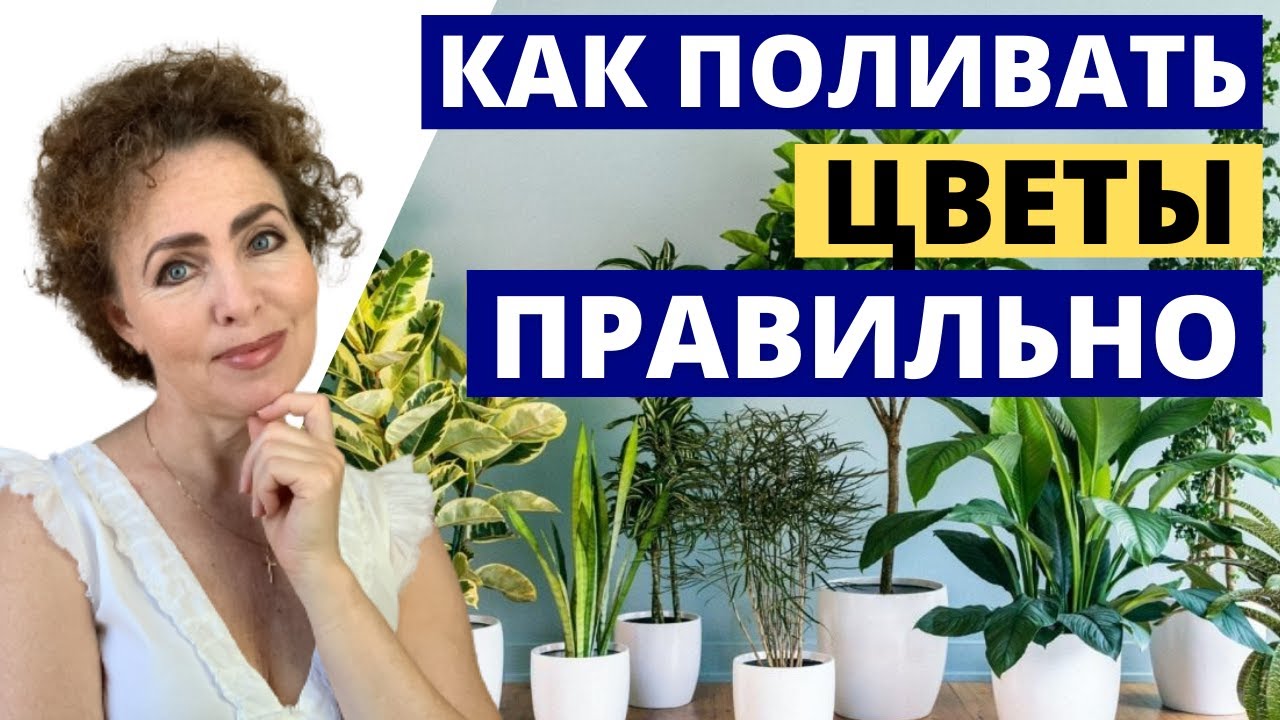 Как поливать комнатные цветы. Вода для полива растений.