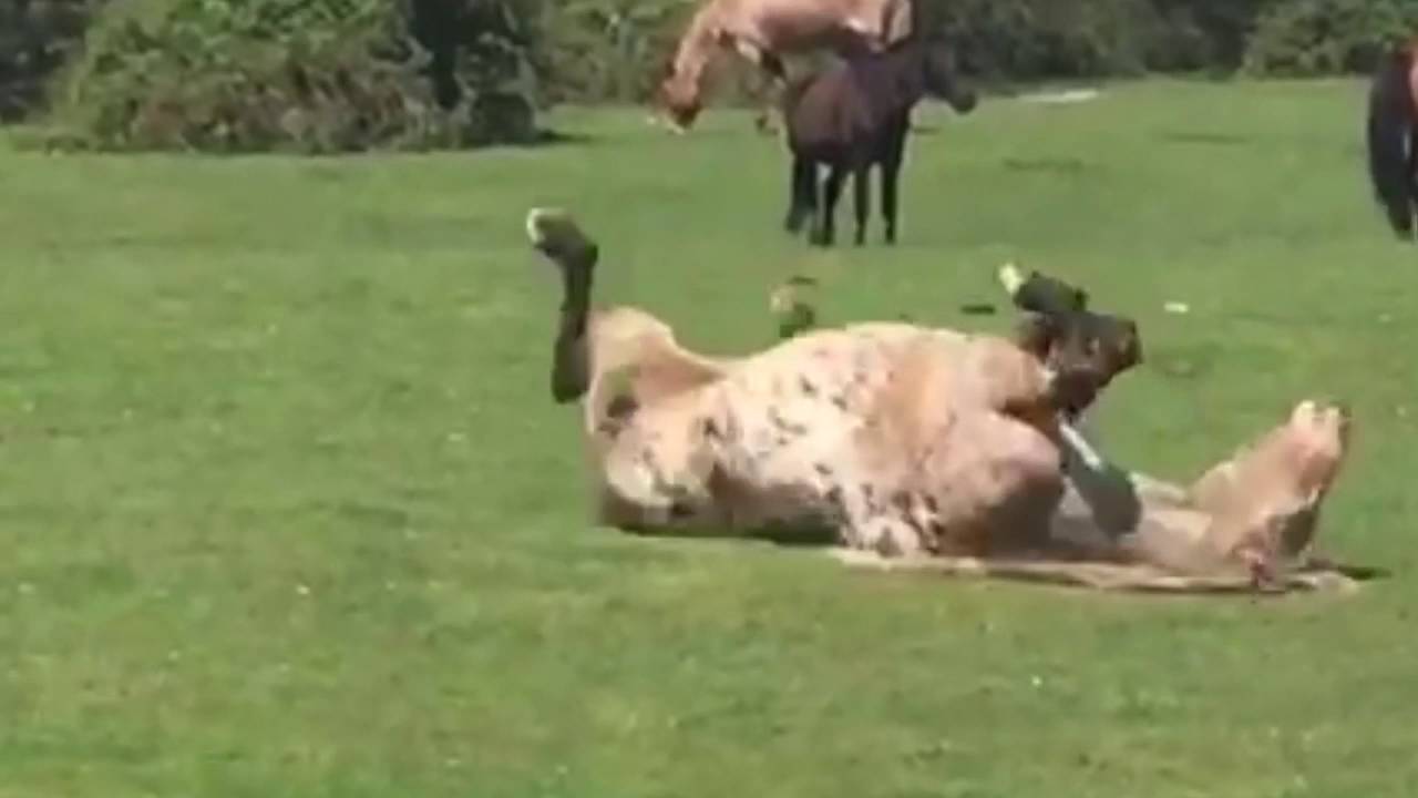 Horse Rolling Around In The Grass