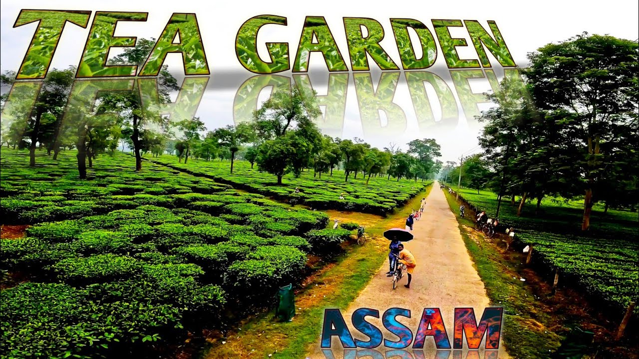 Assam Tea garden amazing DRONE VIEW with GO PRO Hero 10  @assam