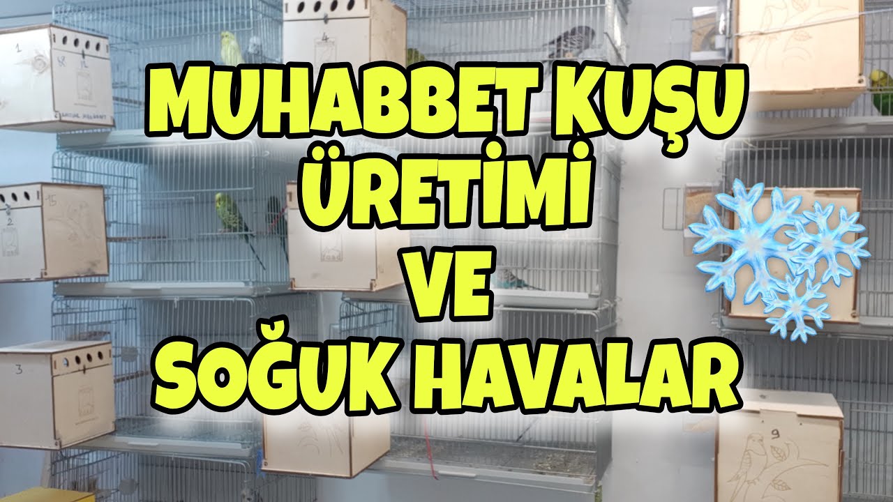 BODRUM KATTA MUHABBET KUŞU ÜRETİMİ ve SOĞUK HAVALAR
