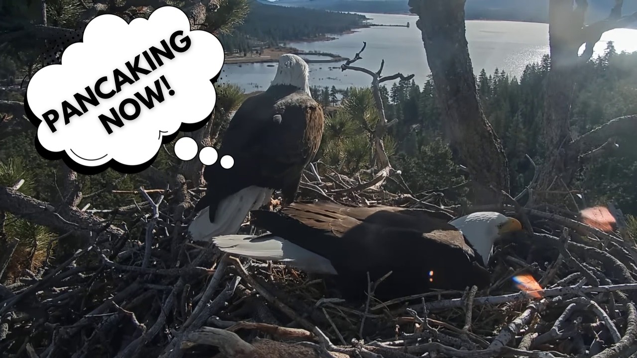 PERFECT START! 🌅 Jackie Pancaking This Morning - Egg Laying Imminent! | Big Bear Eagles