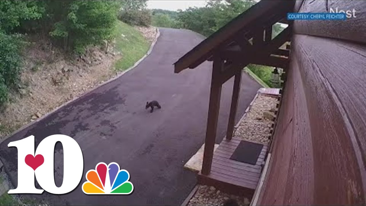 What should you do if you see an injured bear?