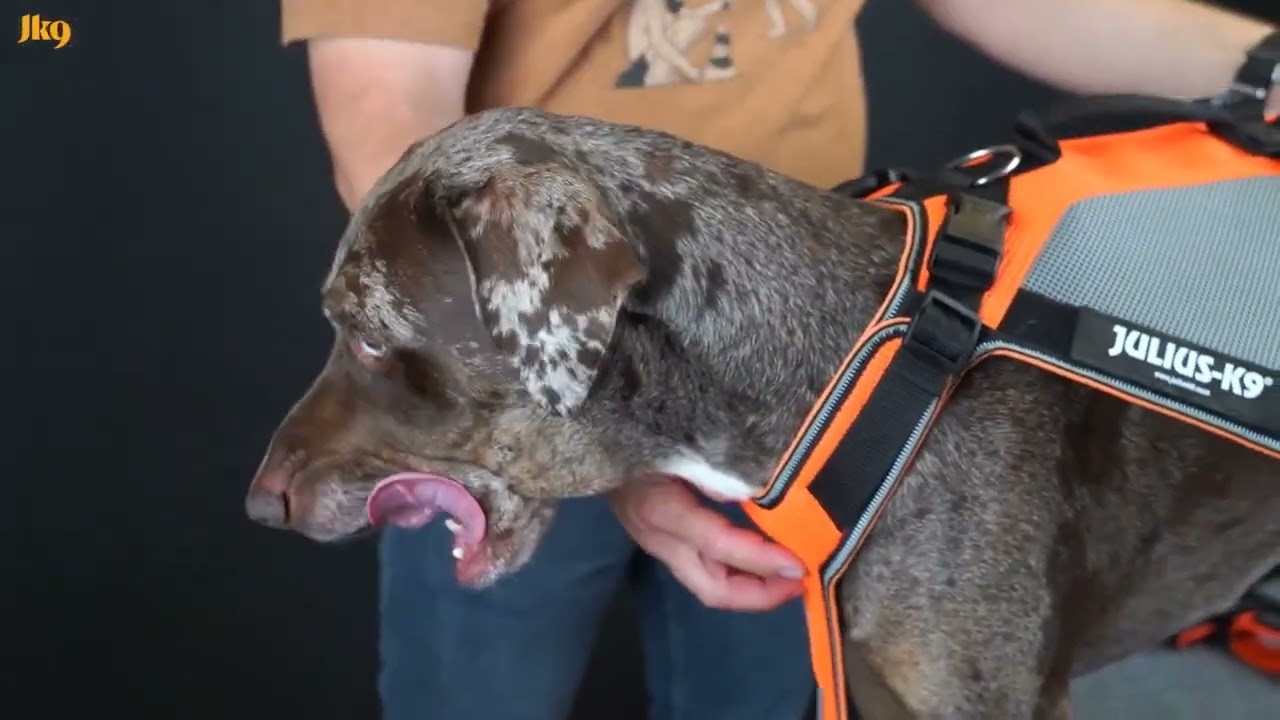 How to fit and adjust Julius-K9 Multivest.