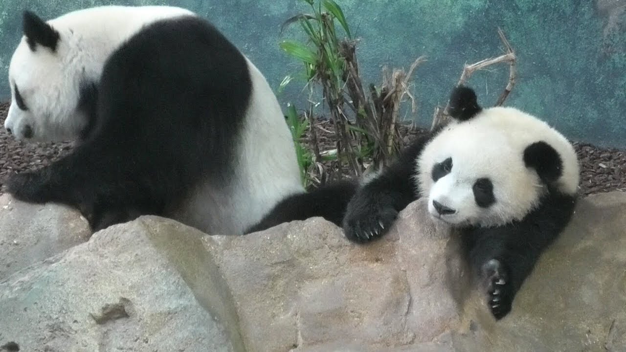 Yuan Meng :Adieu  mon bébé,mon tresor Yuan Meng　さようなら私の大切なユアンモン