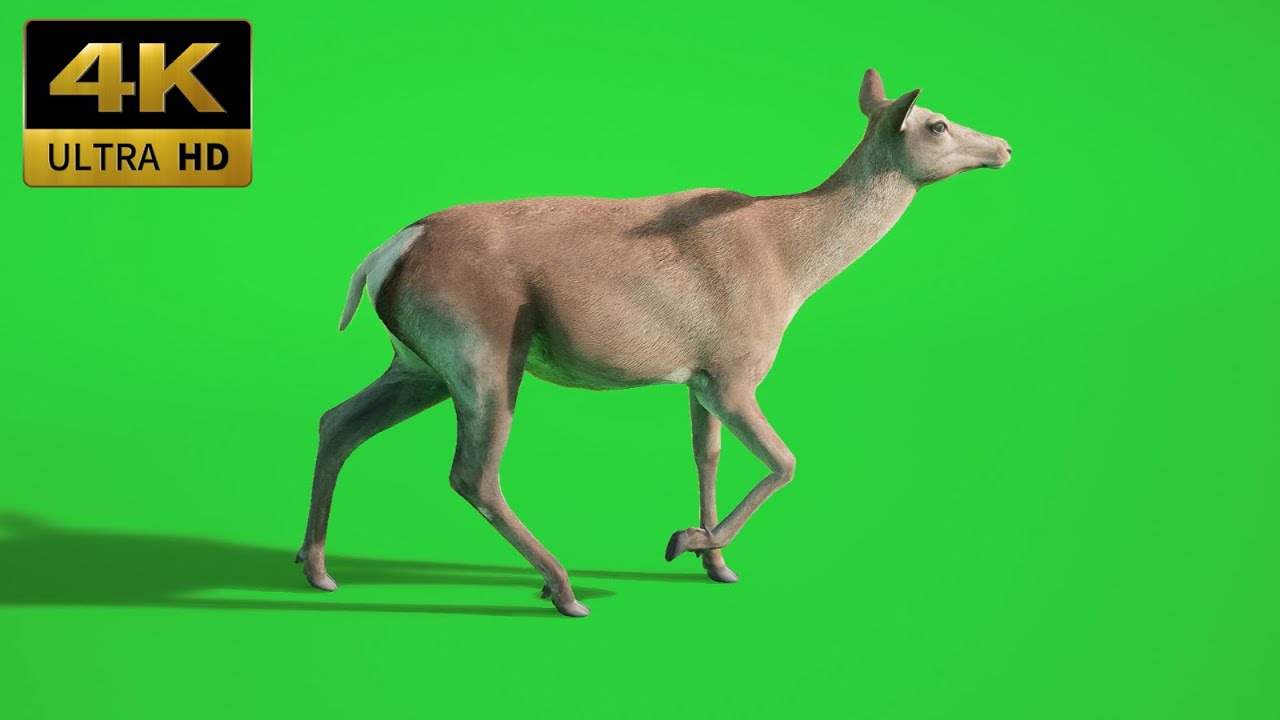027 - Green Screen | Chroma Key | Animal 4K | deer