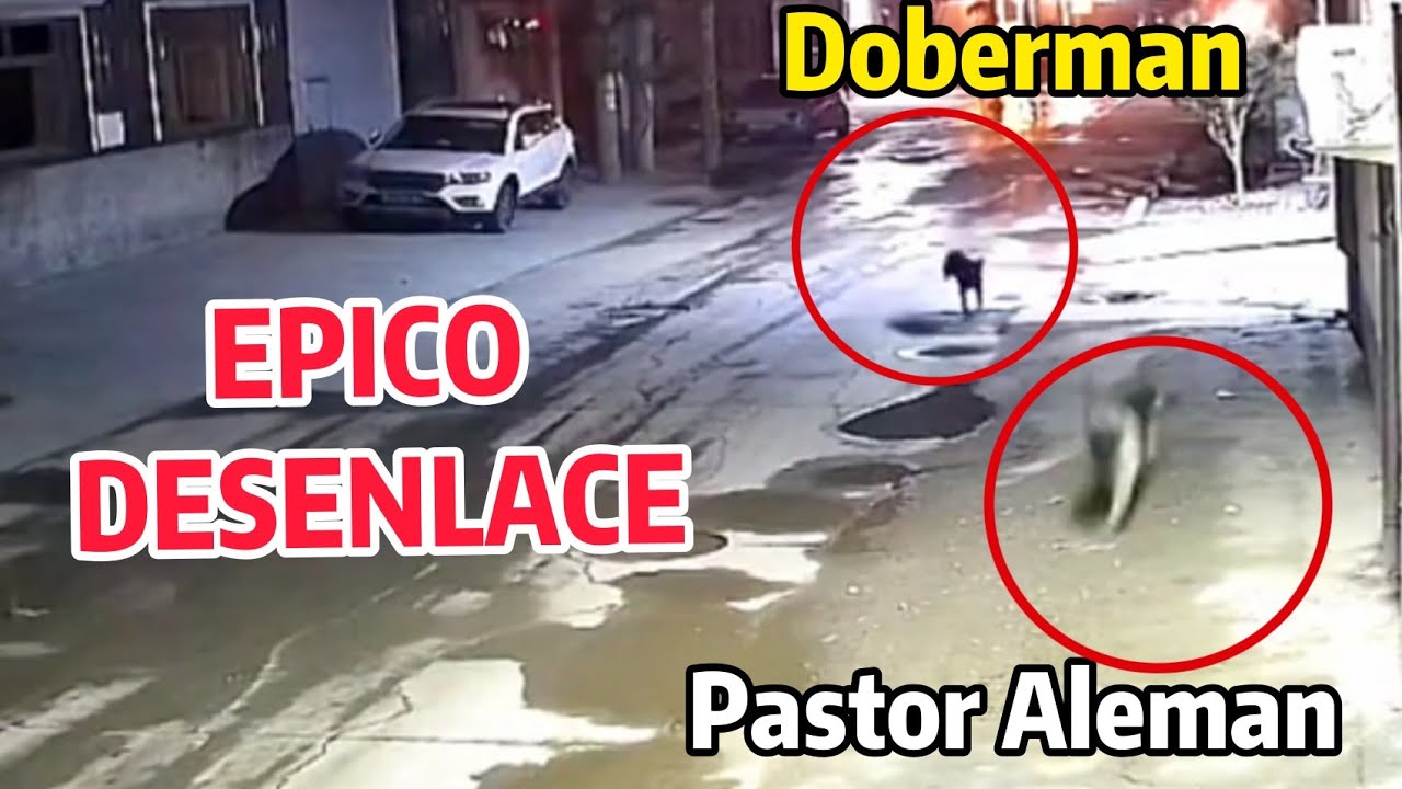 German Shepherd is cornered by two Dobermans but something amazing happens